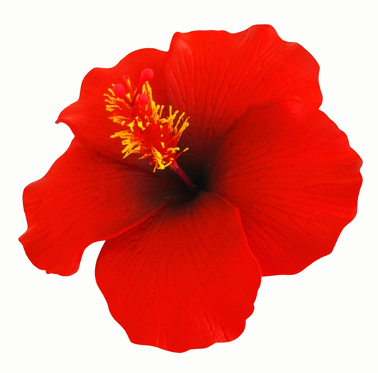 Hibiscus "Aute"