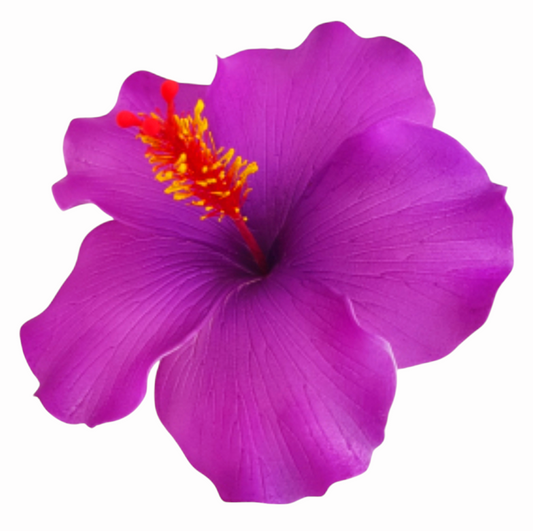 Hibiscus "Aute"