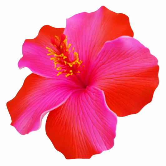 Hibiscus "Aute"