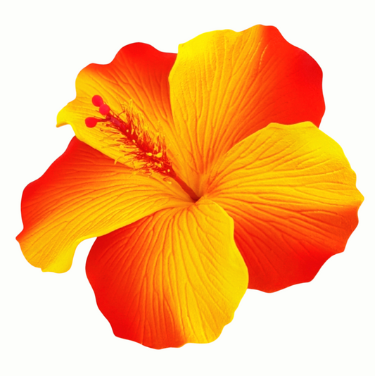 Hibiscus "Aute"