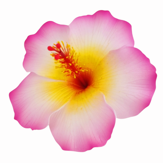 Hibiscus "Aute"